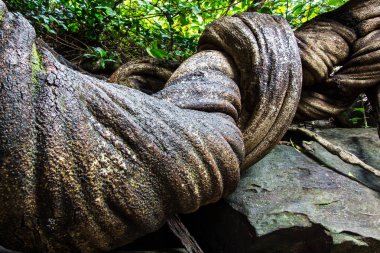 ormanda büyük asma