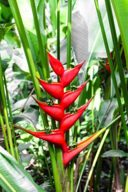 Tropik helikonya çiçeği (Heliconia stricta)