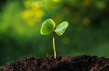 Sabahın köründe genç bir bitki