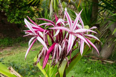 Crinum Lily bir bahçe
