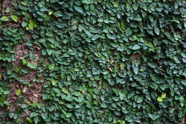 Duvarda Coatbuttons, seçici odak