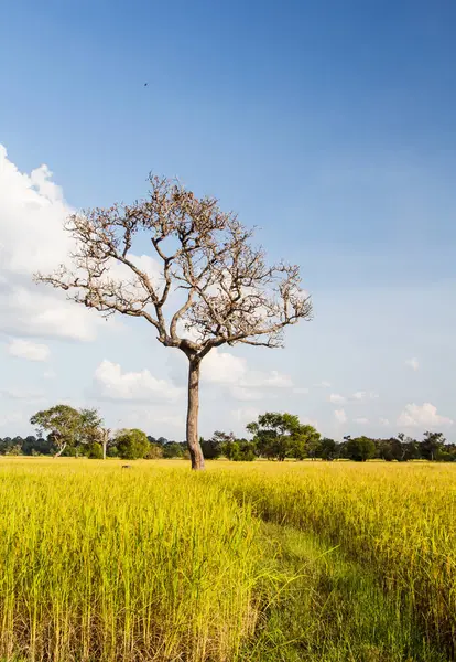 Gold Rice Field Farmland Food Asia Thailand — Stock Photo, Image