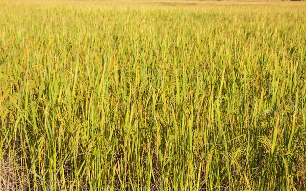 Champ Riz Dans Alimentation Des Terres Agricoles Asie Thaïlande — Photo