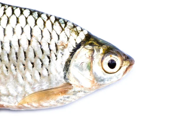 Barbodes Gonionotus Peces Púas Plata — Foto de Stock