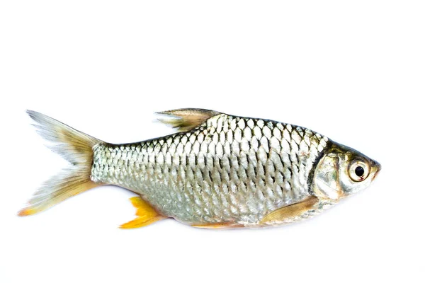 Barbodes Gonionotus Silver Barb Fish — Stock Photo, Image