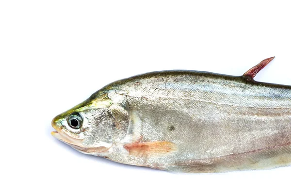 Royal Knifefish Isolated White Background — Stock Photo, Image