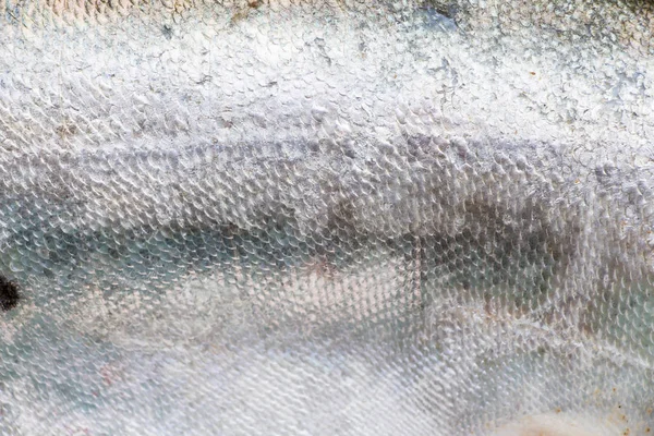 Royal Knifefish Beyaz Bir Arka Plan Üzerinde Izole — Stok fotoğraf