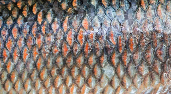 Fish Scales Background Close — Stock Photo, Image