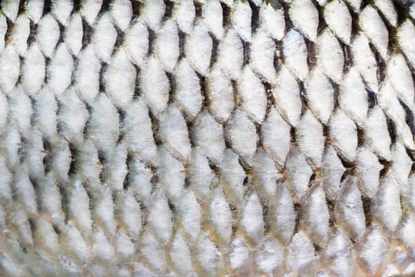 Texture Fish Scales Close — Stock Photo, Image