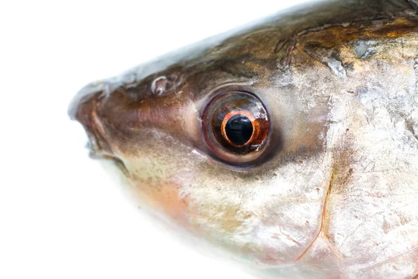 Fish Eye Close — Stock Photo, Image