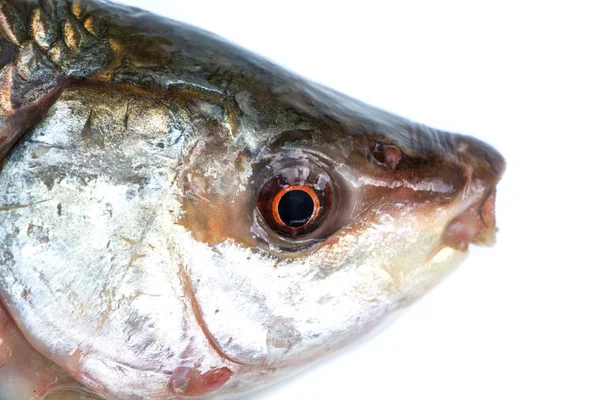 Cabeza Pescado Aislada Blanco — Foto de Stock