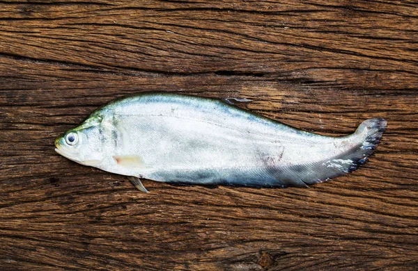 Notopterus Chitala Fish Крупним Планом — стокове фото
