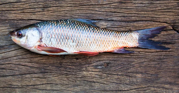 Probarbus Jullieni Freshwater Fishes — Stock Photo, Image