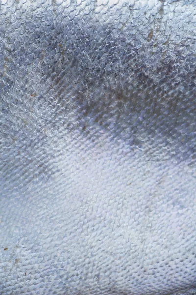 Rybí Šupiny Textury Pozadí Zblízka — Stock fotografie