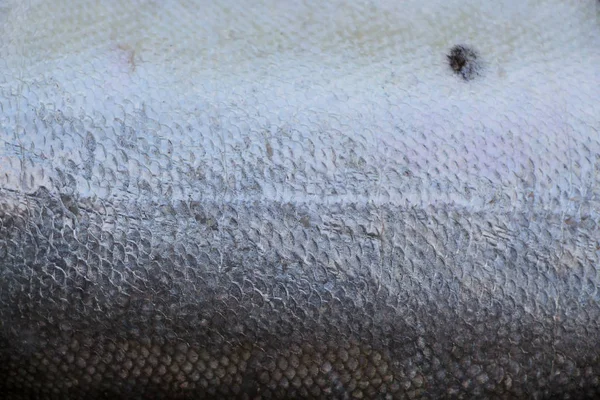 Balık Ölçekler Arka Plan Yakın Çekim — Stok fotoğraf