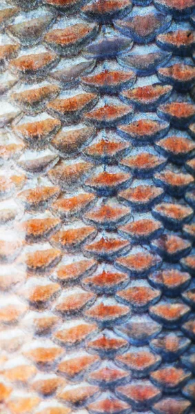 Scales Fish Close Close — Stock Photo, Image