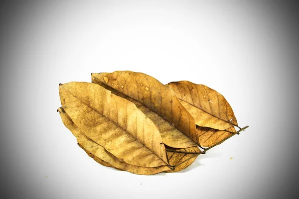 Dry Leaves White Background — Stock Photo, Image