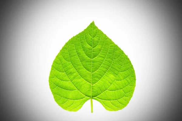 Kalp Şeklinde Yeşil Yaprak Çevreye Olan Sevgiyi Simgeliyor — Stok fotoğraf