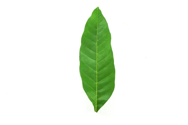 Leaf Plant Close — Stock Photo, Image