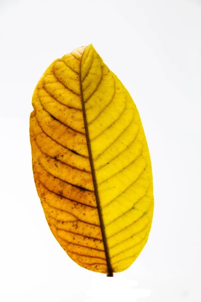 Tree Leaf Fall Autumn White Background — Stock Photo, Image