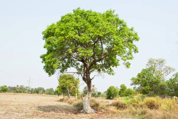 Albero Cumini Vicino — Foto Stock