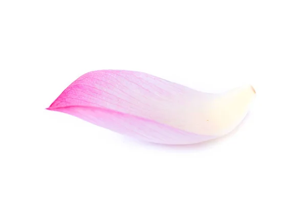 Beautiful Lotus Petal White Background — Stock Photo, Image