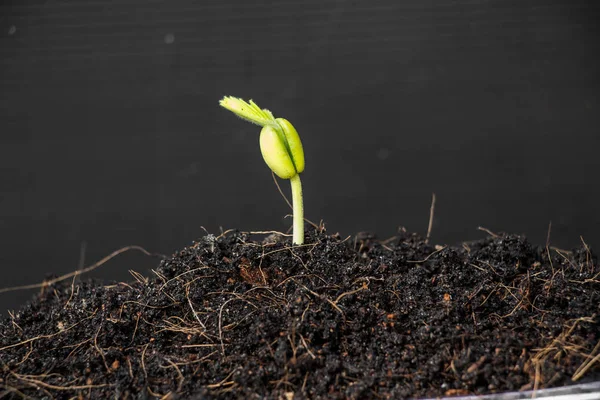 Growing Green Plant Selective Focus — Stock Photo, Image