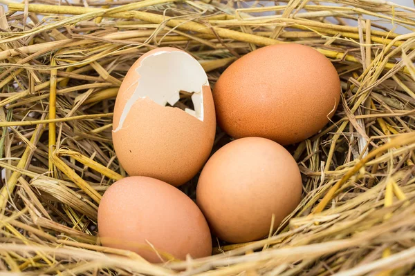 Organic Eggs Close — Stock Photo, Image