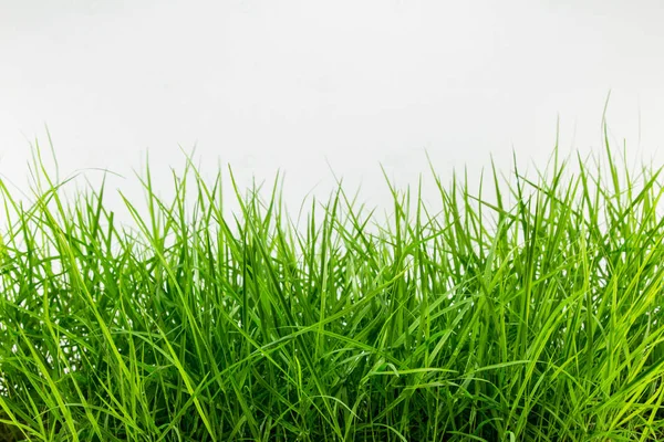 Green Grass Background Close — Stock Photo, Image