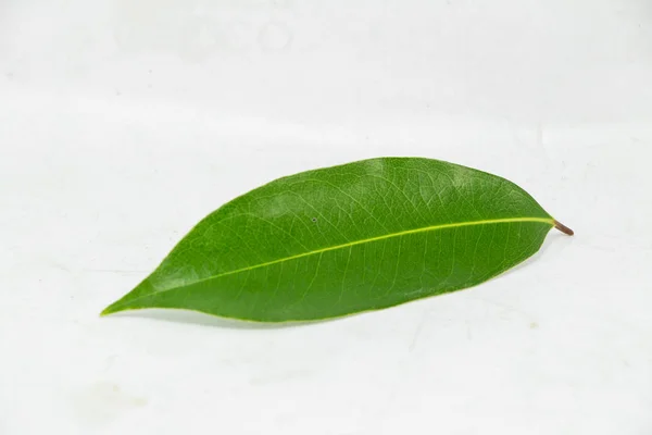 Grüne Blätter Auf Weißem Hintergrund — Stockfoto