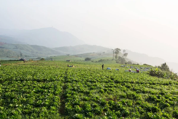 Chinese Cabbage Field Spring Phu Tab Berk Petchabun Thaila — Stock Photo, Image