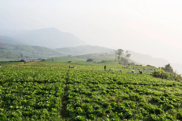 Chinese Kool Veld Voorjaar Phu Tabblad Berk Petchabun Thaila — Stockfoto