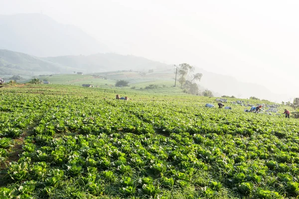 Chinese Kool Veld Het Land Kant — Stockfoto