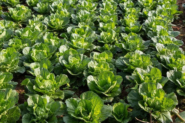 Feld Von Chinakohl Aus Nächster Nähe — Stockfoto