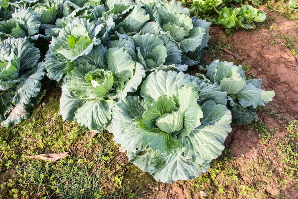 Lahana sebze yakın çekim 