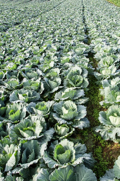 Mezőgazdaság Területén Sok Zöld Káposzta — Stock Fotó