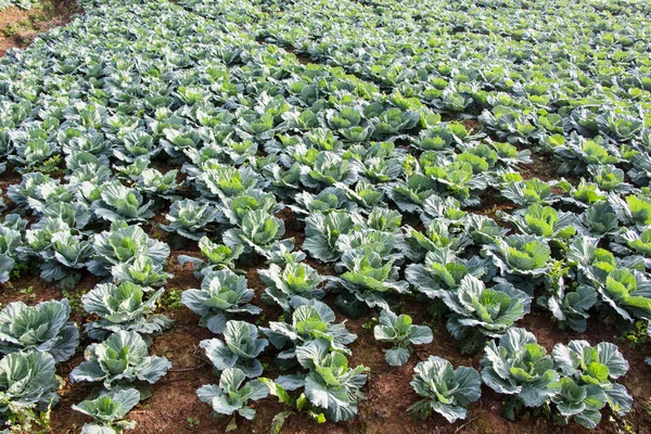 Champ Choux Champ Légumes Sur Montagne Petchabun Thaïlande — Photo