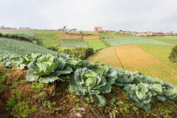 Kool Veld Thailand Phetchaboon Ten Noorden Van Thailand — Stockfoto