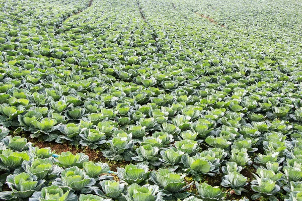 Grande Cabeza Blanca Col Crecer Campo —  Fotos de Stock