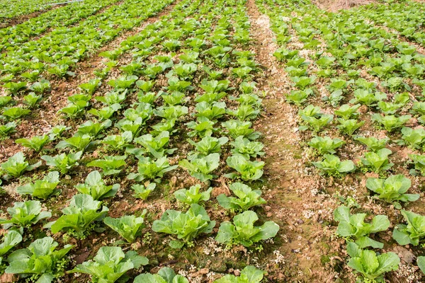 Campo Col Phu Tabberk Petchabun Tailandia —  Fotos de Stock