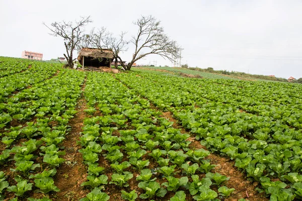 Kål Fält Vegetabiliskt Fält Berget Petchabun Thailand — Stockfoto