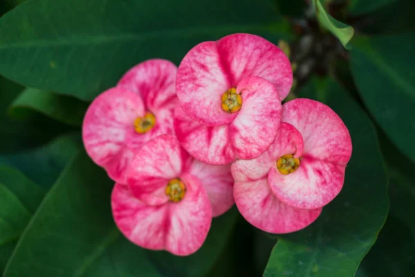 Crown Thorns Flowers Euphorbia Milli Desmoul — Stock Photo, Image