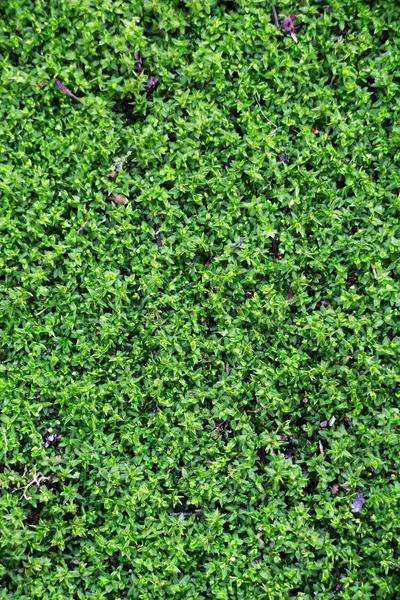 Green Lichen Background Rock — Stock Photo, Image