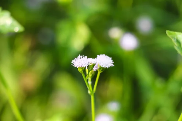 Flor Primavera Primer Plano Macro —  Fotos de Stock