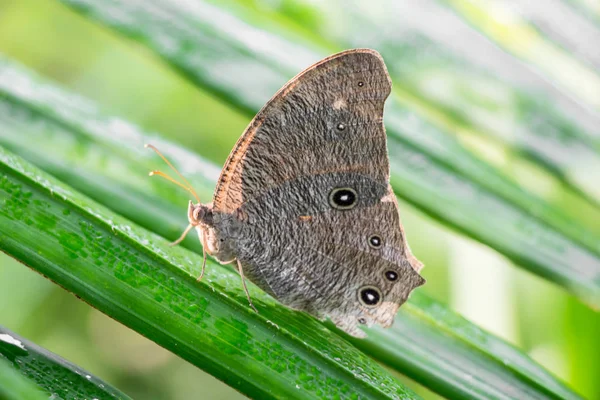 Mariposa Sobre Hoja Verde Cerca —  Fotos de Stock