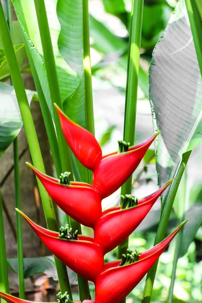 Tropical Heliconia Flower Heliconia Stricta — Stock Photo, Image