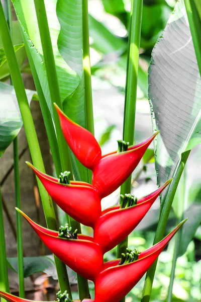 Tropiske Heliconia Blomst Heliconia Stricta - Stock-foto