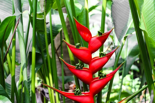 Beautiful Tropical Flower Green — Stock Photo, Image