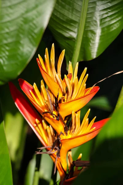 Heliconia Psittacorum Gelbe Tropische Blume — Stockfoto