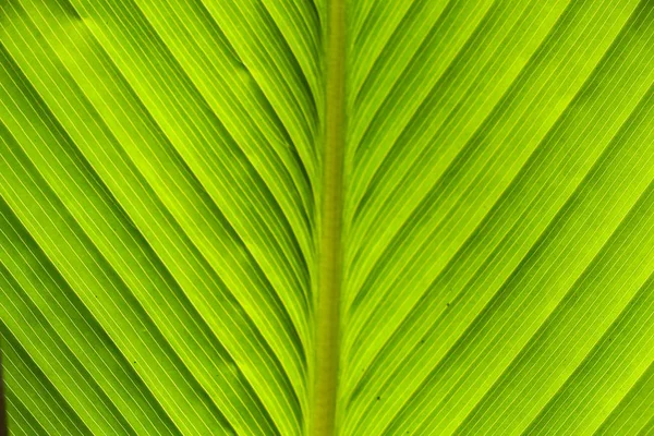 Φρέσκο Πράσινο Φύλλο Φόντο — Φωτογραφία Αρχείου